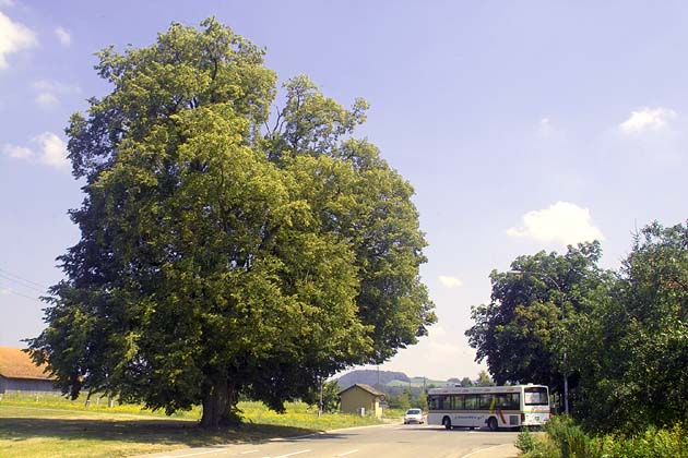 HWW Wil - 2004-08-05